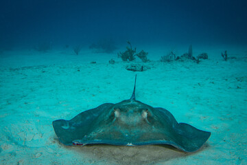 Southern stingray in Caribbean sea
