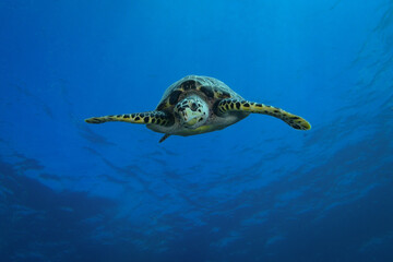 Hawksbill sea turtle in Caribbean sea