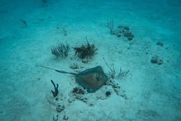 Southern stingray in Caribbean sea