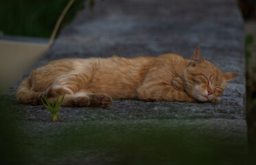 cat enjoying a deep sleep
