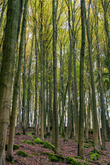 Fototapeta premium Walking the autumn forest path, youre surrounded by stunning colorful trees and vibrant foliage