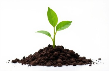 sprout on white background