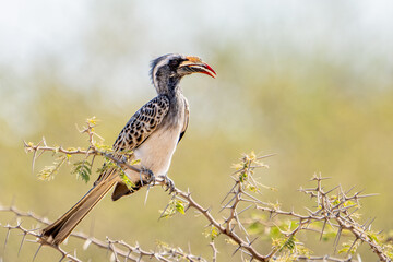 African grey hornbill, Lophoceros nasutus perched on a acacia tree in beautiful light, Moremi game reserve, Okavango delta, Botswana, Africa