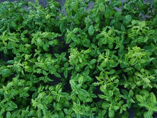 Fresh organic basil (Ocimum basilicum) in the garden