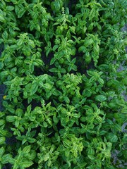 Fresh organic basil (Ocimum basilicum) in the garden