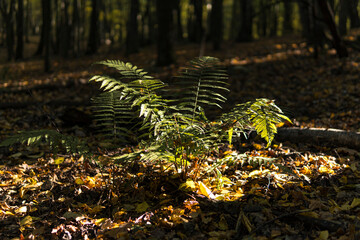 Single fern growing in a forest during sunny day on the beginning of fall season