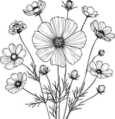 Vector illustration of beautiful cosmos flowers bouquet, hand-drawn coloring book of artistic, blossom flowers iris isolated on white background, sketch art leaf branch botanic collection adults © GraphicArt