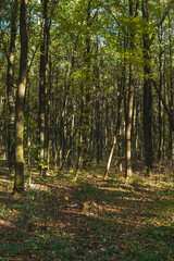 Forest during sunny day on the beginning of fall season
