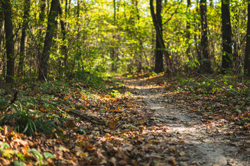 Obraz premium Ground path through a forest during sunny day in autumn