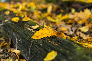 Old fallen trees lying on the ground covered with yellow leaves
