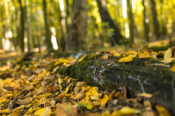 Old fallen trees lying on the ground covered with yellow leaves