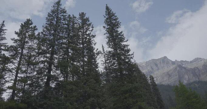 Tall trees with a big mountain in the background in Alberta