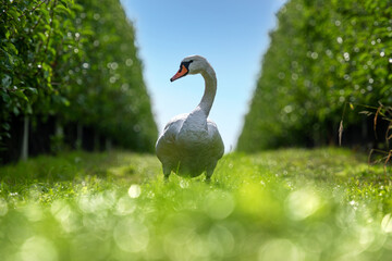 Einzelner Höckerschwan zwischen den Baumreihen einer Obstplantage