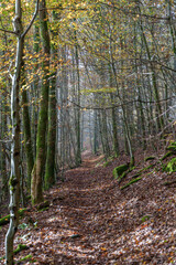 Fototapeta premium A tranquil and picturesque Autumn Forest Path with sunlight streaming down through the trees