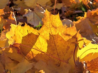 yellow maple leaves