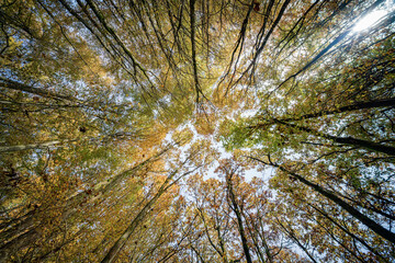 Enjoy the Captivating Canopy View from the Forest Floor and revel in natures beauty