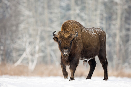 Żubr europejski zimą