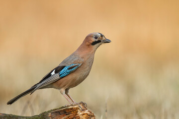 S&oacute;jka zwyczajna, Garrulus glandarius