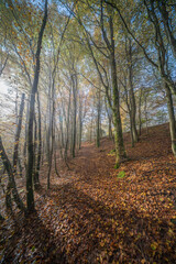 A tranquil and picturesque Autumn Forest Path with sunlight streaming down through the trees