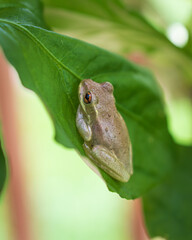 Frog on Leaf