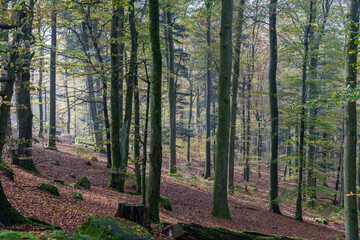 Walking the autumn forest path, youre surrounded by stunning colorful trees and vibrant foliage