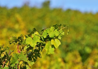 Weingut am Kahlenberg im Herbst