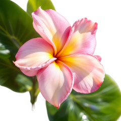 Naklejka premium A vibrant orange and yellow tropical flower with large green leaves Transparent background