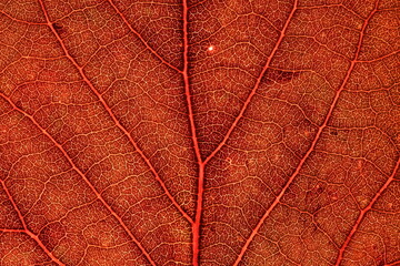 Red leaf texture, extreme close up, flat material, dried leaf