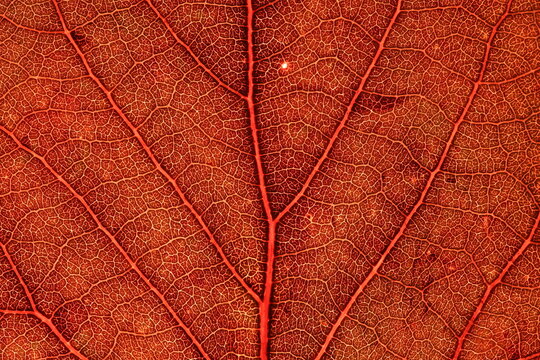 Red leaf texture, extreme close up, flat material, dried leaf