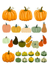 A collection of different pumpkins and gourds. Flat illustration set Autumn, Thanksgiving, Harvesting