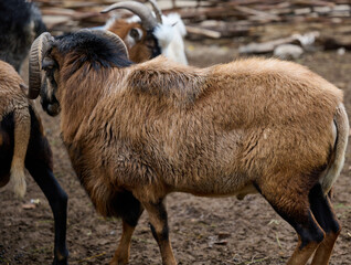 Obraz premium A herd of Cameroonian sheep walking outdoors
