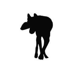 Silhouette of a Wolf Turning Its Head Back