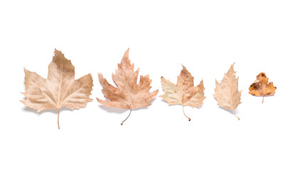 Set of dried autumn leaves on white background