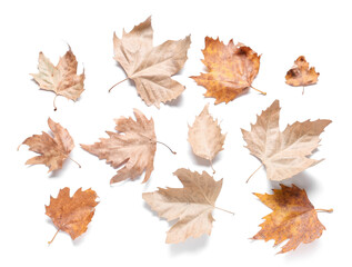 Composition with different dried autumn leaves on white background