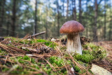 Pilz - Whild Mushrooms outdoors in the forest in autumn - High quality photo	