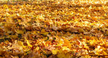 Yellow and orange maple leaves in the forest on the ground in the sunlight. Autumn background with fallen leaves