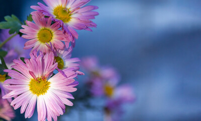 Fototapeta premium Pink chrysanthemum. Chrysanthemum ? morifolium (also known as flower daisy and hardy garden mama, or juhua in China) is a species of perennial plants from the Asteraceae family.