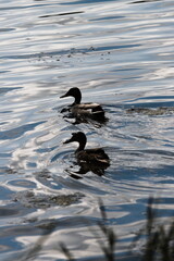 duck on the water