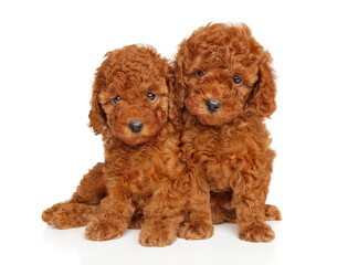 Two Cute Red Poodle Puppies Sitting