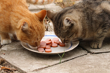 Red and gray cats. Cats eat sausages.