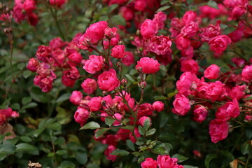 Krzew różany w ogrodzie 