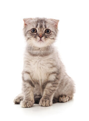 Obraz premium Little gray kitten .