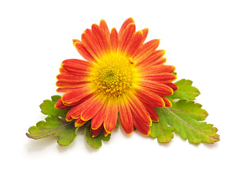 Red beautiful chrysonthemum.