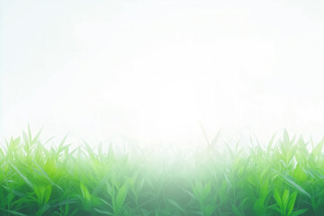 Obraz premium A clean bright background with the glare of sunlight providing copy space with fresh grass on the bottom.