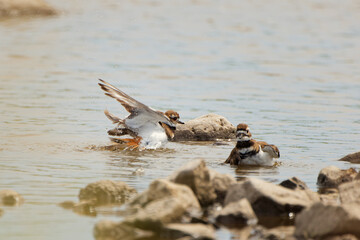 The killdeer (Charadrius vociferus) bathes in the river