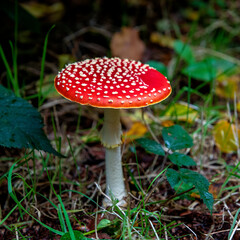 Fly agaric or amanita (Amanita muscaria) mushroom in autumn, Koekelare Forest, Bruges Region, Belgium.