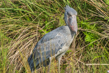 The shoebill (Balaeniceps rex)