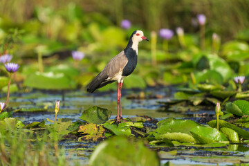 Long-toed lapwing (Vanellus crassirostris)