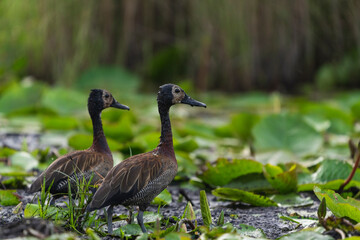 The white-faced whistling duck (Dendrocygna viduata)