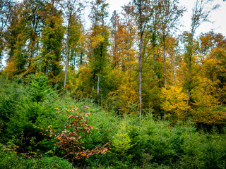Wiederaufforstung im herbstlichen Mischwald